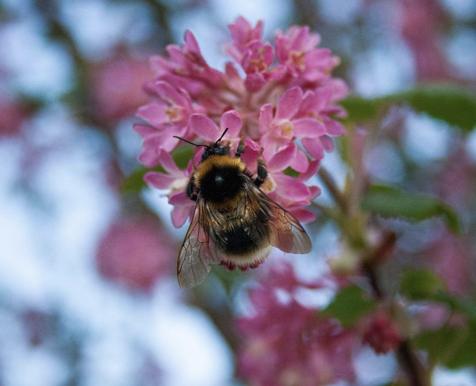 Bezige bij op roze seringenboom Bezige bij op roze seringenboom