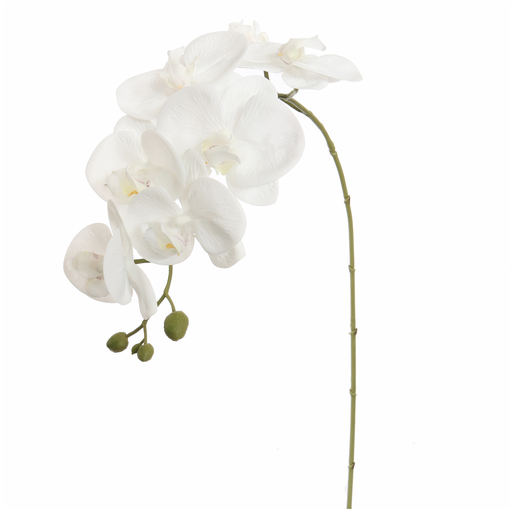 [547311] Jasaco |  PHALAENOPSIS 85CM WHITE