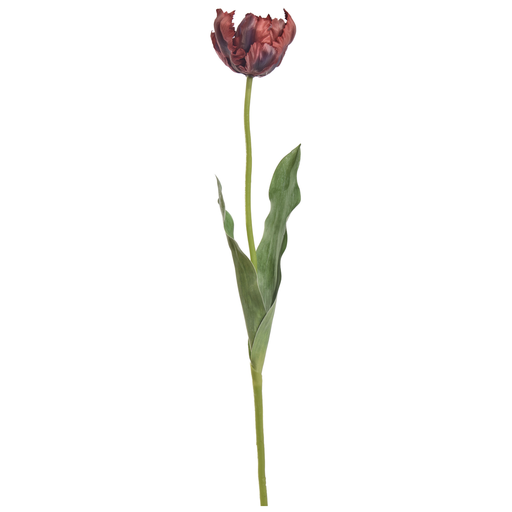 [547327] Jasaco |  PARROT TULIP 66CM RED