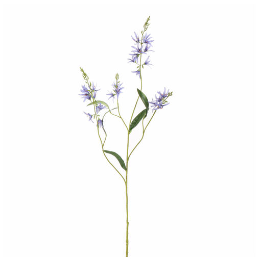 [547340] Jasaco |  CAMASSIA 101CM BLUE