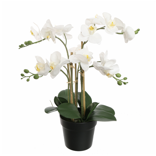 [547344] Jasaco |  ORCHID X5 IN POT 55CM WHITE