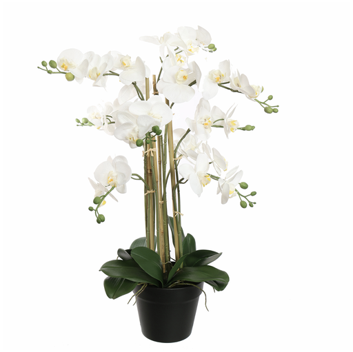 [547345] Jasaco |  ORCHID X9 IN POT 75CM WHITE