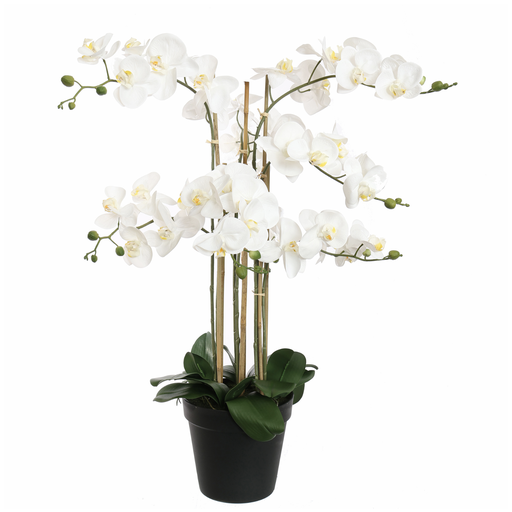 [547346] Jasaco |  ORCHID X8 IN POT 90CM WHITE
