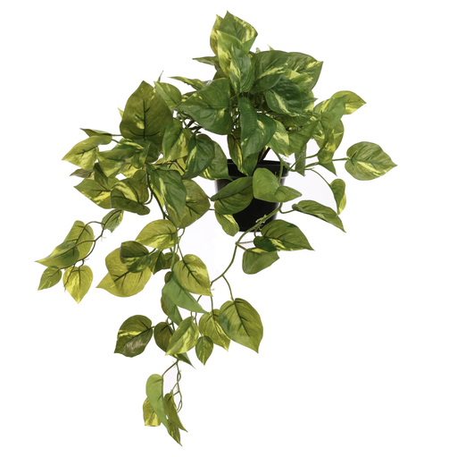 [547348] Jasaco |  POTHOS BUSH IN POT GREEN