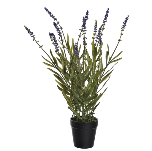 [547349] Jasaco |  WILD LAVENDER IN POT 45CM LAVENDER