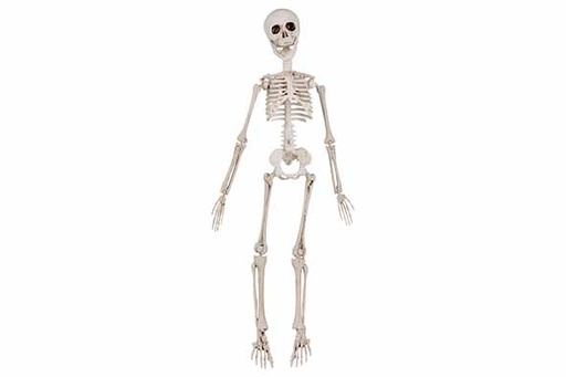 [566870] Cosy & Trendy | Figuur Skelet H48cm
