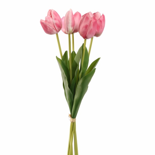 [569226] Jasaco |  TULIP X5 BUNDLE 48CM BEAUTY