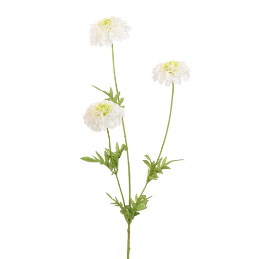 [569241] Jasaco |  MARIGOLD 65CM CREAM