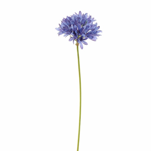 [569243] Jasaco |  AGAPANTHUS 77CM BLUE