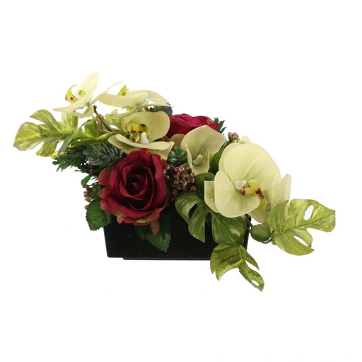 [569252] Jasaco |  ROSE ORCHID ARR IN PLASTIC POT 30X15X16CM GREEN